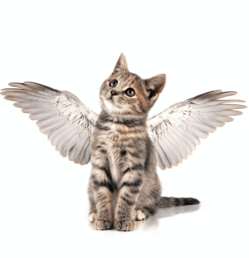 gatico